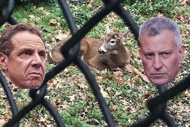Original photograph of the deer from Melissa Villain; photographs of Governor Cuomo and Mayor de Blasio from Getty Images